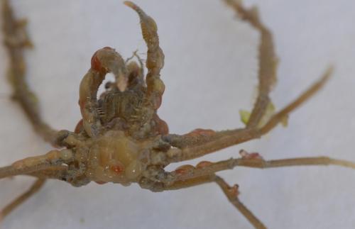 Inachus sp.